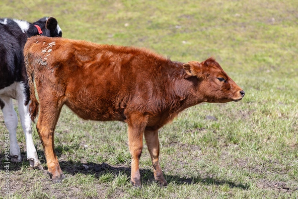 Obraz Andean landscape, cattle on farms