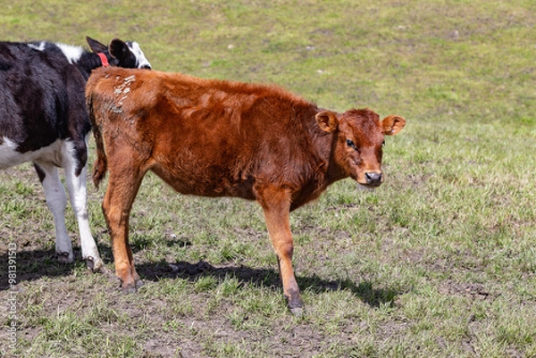 Obraz Andean landscape, cattle on farms