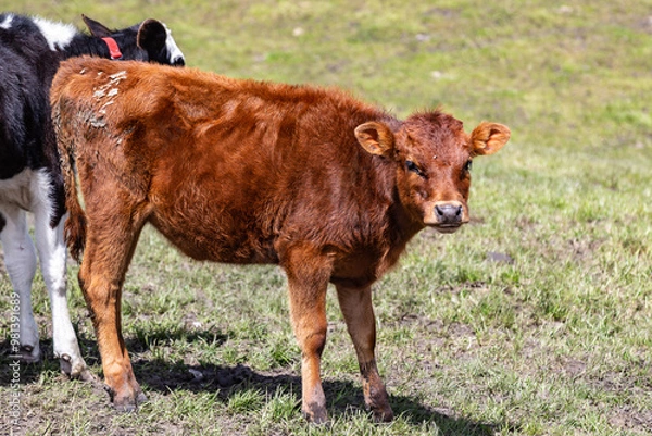 Obraz Andean landscape, cattle on farms