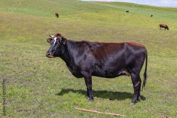 Obraz Andean landscape, cattle on farms