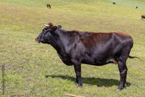 Obraz Andean landscape, cattle on farms