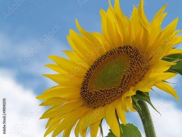 Fototapeta sunflower