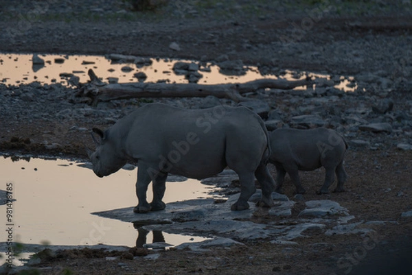Obraz Black rhino with baby rhino in the wild