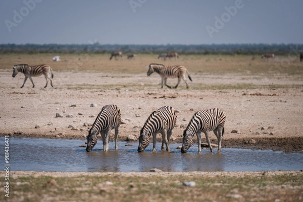 Obraz zebras in the water