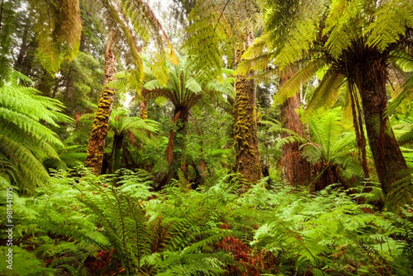 Fototapeta Tasmanischer Regenwald bei den Liffey Falls.
