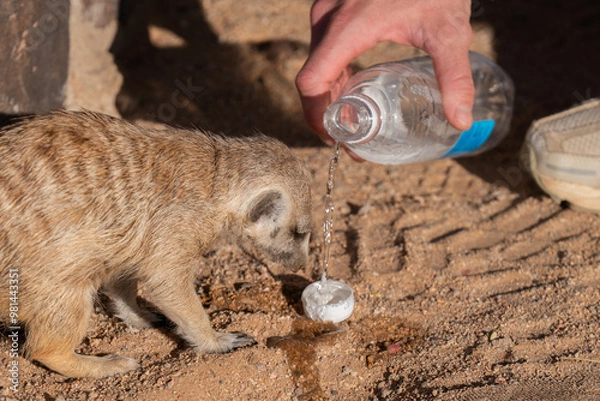 Obraz Meerkat drinking water in the dessert