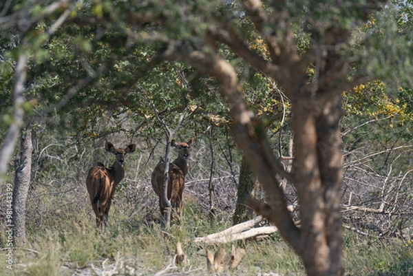Obraz Springbuck in the bush