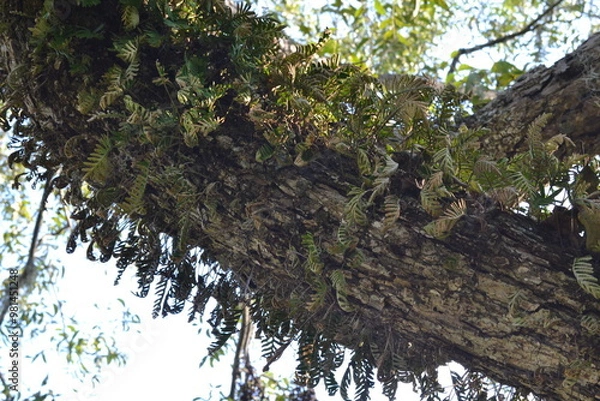 Fototapeta Mossy Tree Branch in Brazos Bend Park