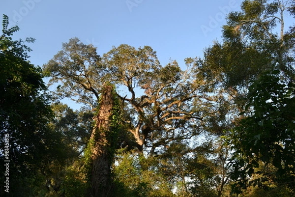 Fototapeta Tree Canopy Against Clear Sky in Brazos Bend State Park, Texas