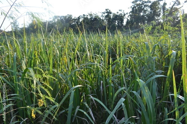 Fototapeta Wetland Grasses and Reeds by the Lake in Brazos Bend State Park, Texas
