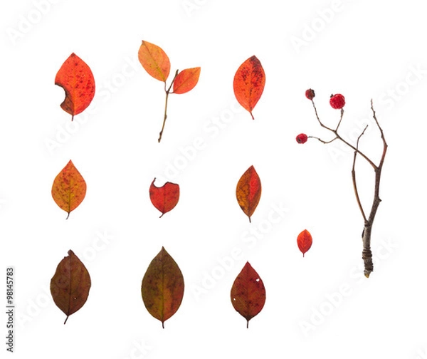 Obraz набор листьев и ягод