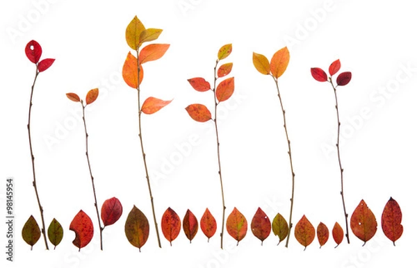 Obraz Концепция деревьев из листьев