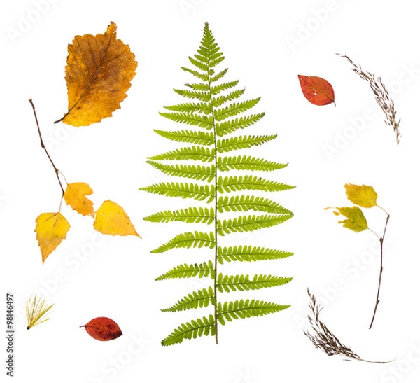 Obraz Набор с папоротником