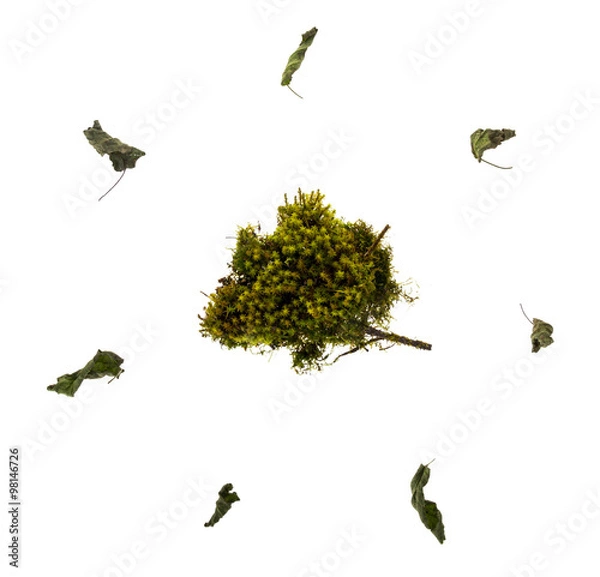 Obraz Мох и осень