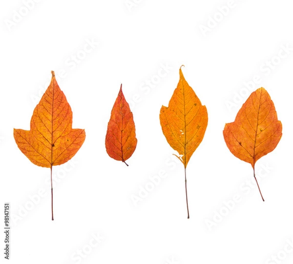Fototapeta набор осенних листьев. оранжевые