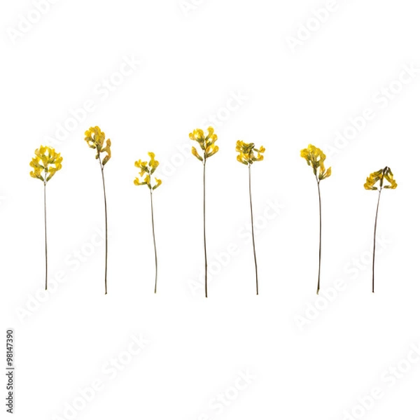 Obraz Ряд сухих луговых цветков