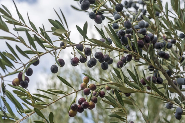Obraz Olives on olive tree
