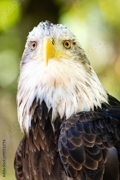 Obraz Bald Eagle Stare