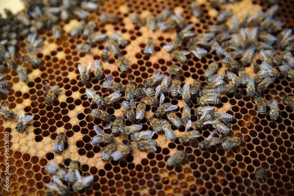 Obraz bees on honeycomb