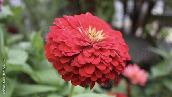 Obraz Red Zinnia