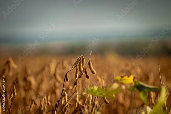 Obraz field of golden soybeans ready for harvesting 