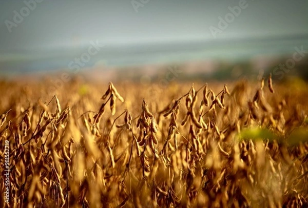 Obraz soybeans field at sunset
