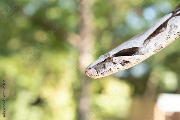 Fototapeta Guyana Red-tailed Boa Constrictor