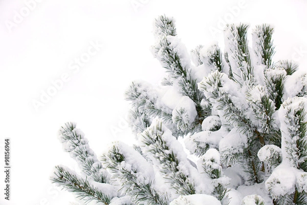 Obraz winterchistmas tree in snow