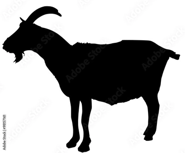 Obraz goat2 