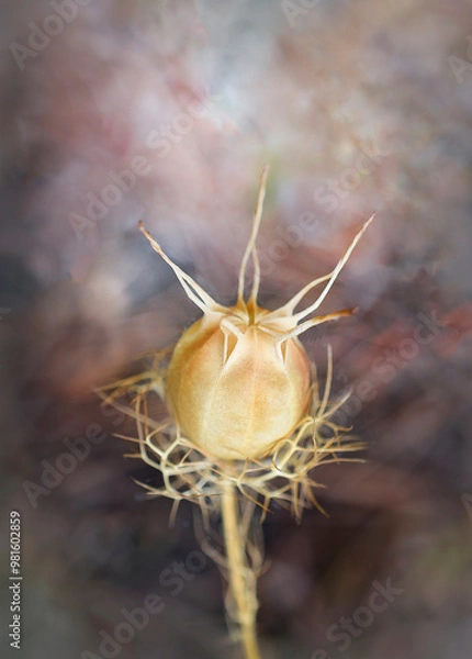 Obraz close up of a plant