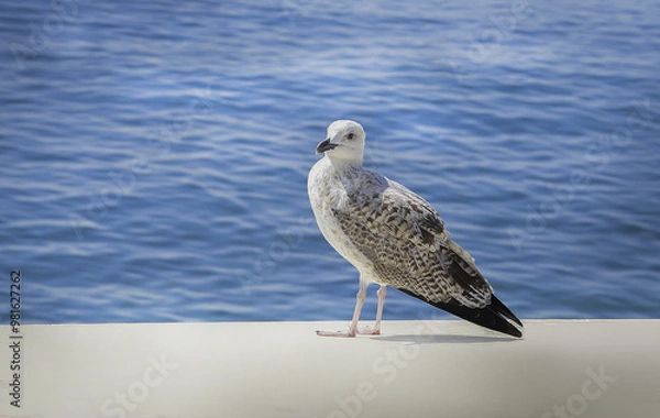Obraz seagull on the beach