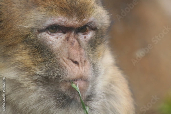Obraz Portrait de macaque 