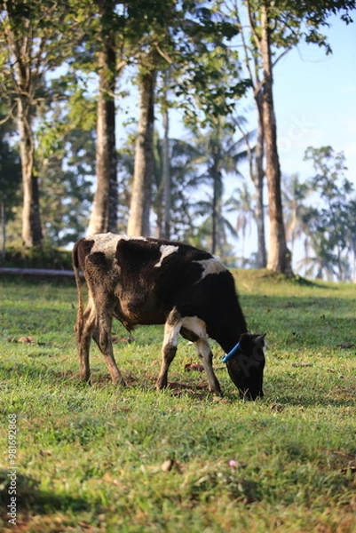Fototapeta Cows on the meadow field