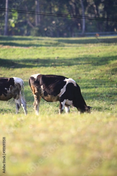 Obraz Cows on the meadow field
