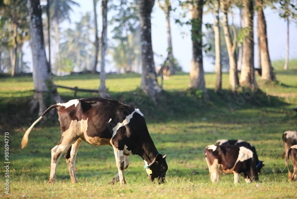 Obraz Cows on the meadow field