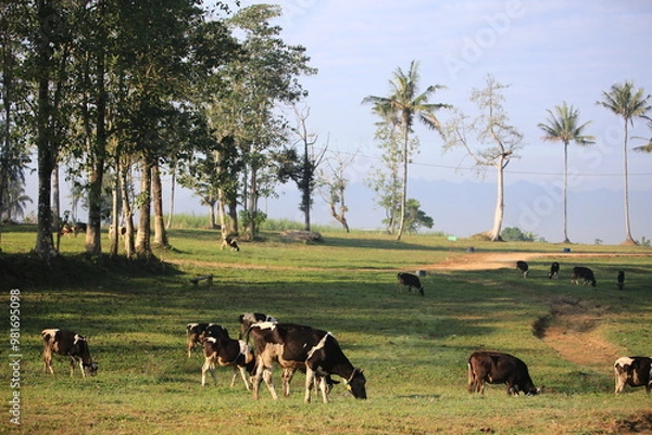 Fototapeta Cows on the field