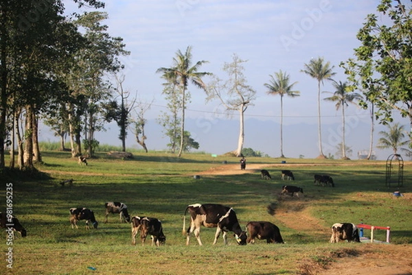 Obraz Cows on the field