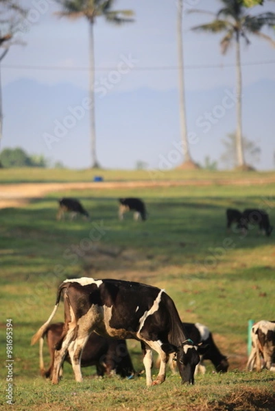 Obraz Cows on the field