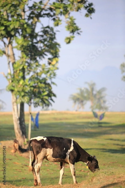 Obraz Cows on the field