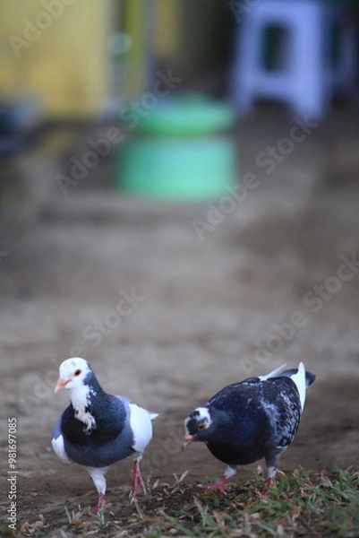 Fototapeta Bird on the grass