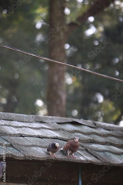 Obraz Bird on the grass