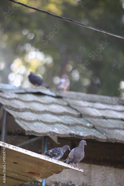 Obraz Bird on the grass