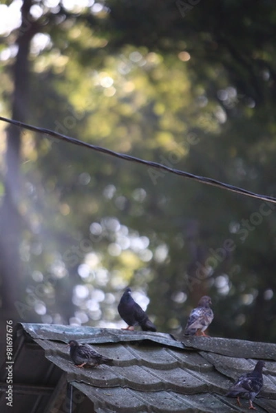 Obraz Bird on the grass