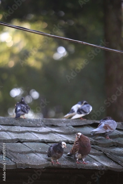 Obraz Bird on the grass