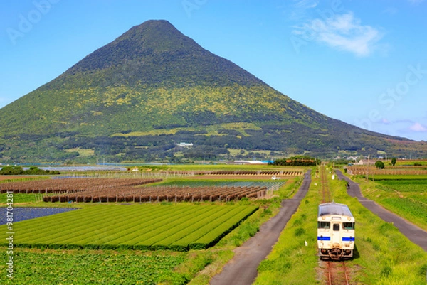 Obraz 春の開聞岳を背景に鹿児島中央に向けて走る指宿枕崎線の気動車