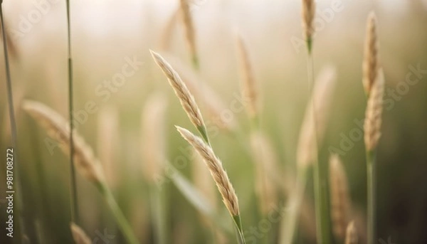 Fototapeta Blurred close-up of tall grass or reeds with a soft, hazy background