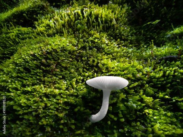 Obraz Mushroom at green moss wall. Closeup fungus.