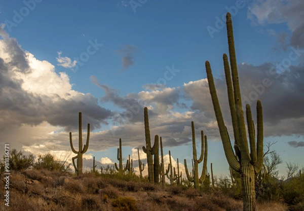 Fototapeta Cactus Stand On A Hillside In A Sonoran Desert Preserve In Arizona
