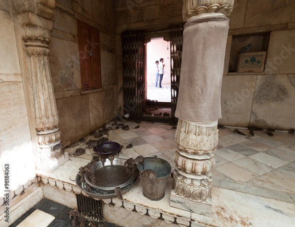 Obraz rat temple, BIkaner