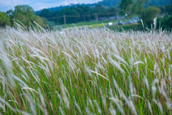 Fototapeta Serene Grassland Field Under Soft Light, A Field of Soft Wild Grasses, Rolling Green Fields in the Countryside, A Calm Morning in the Grassy Wilderness, grass and mountains, landscape with lake, lands